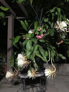 a potted plant with white and pink flowers on a small table in front of a house