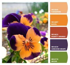 pansies with different shades of purple, orange and yellow