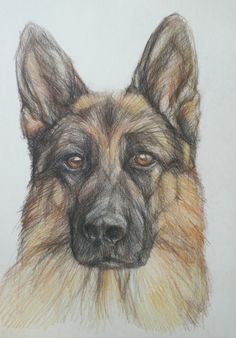 a colored pencil drawing of a german shepherd dog's face, looking at the camera