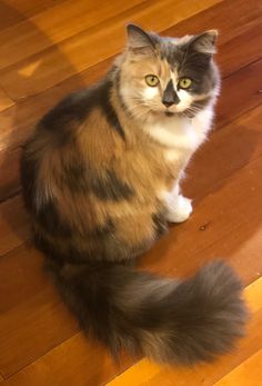 a fluffy cat sitting on top of a wooden floor