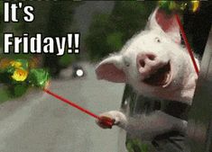 a pig on a leash with the caption it's friday