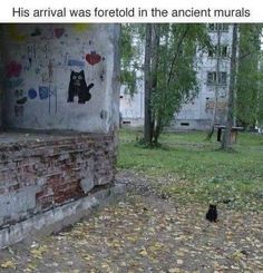 a cat sitting on the ground in front of a wall with graffiti written on it