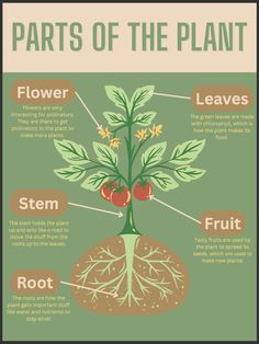 the parts of a plant that are labeled