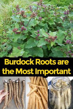 several different types of plants and flowers with text overlay that reads, burdock roots are the most important