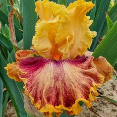 a large yellow and red flower with green leaves