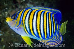 a blue and yellow striped fish swimming in the ocean