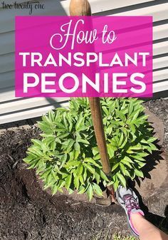 a person holding a plant with the words how to transplant peonies on it