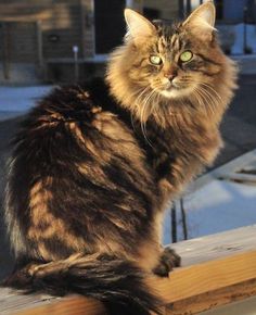 a long haired cat sitting on top of a wooden bench looking at the camera with green eyes