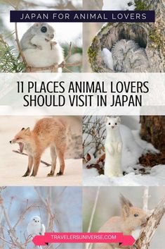 the different types of animals that are in japan for animal lover's sakes