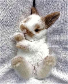 a small white and brown rabbit sitting on top of a bed