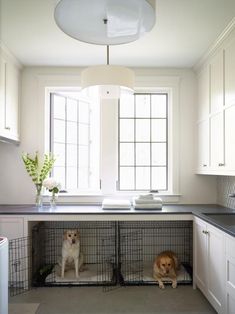 two dogs are sitting in their kennels on the kitchen countertop next to each other