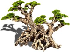 a bonsai tree with green leaves on it's branches is shown against a white background