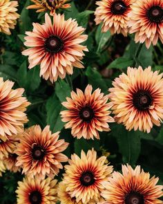 many orange and yellow flowers with green leaves