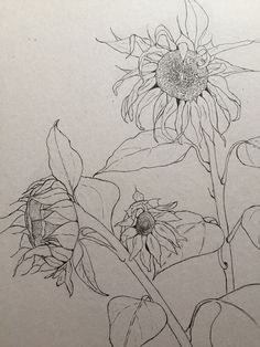 a pencil drawing of a sunflower and leaves