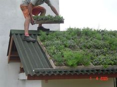 a man working on the roof of a building with plants growing out of his gutter