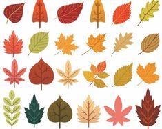 an assortment of autumn leaves on a white background