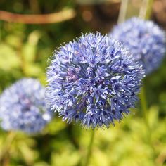 the blue flowers are blooming in the field