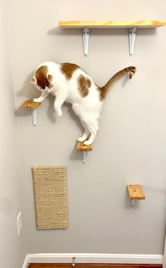 a cat climbing up the side of a wall