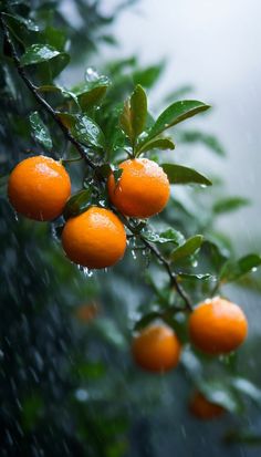 some oranges are hanging from a tree in the rain