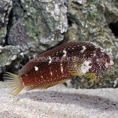 a close up of a fish on sand with rocks in the backgrouds