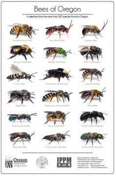 the bees of oregon poster is shown