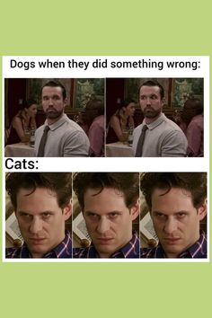 four different pictures of a man in a tie and the caption says, dogs when they did something wrong cats