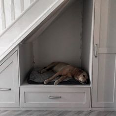 a brown dog laying on top of a bed under a stair case in a room