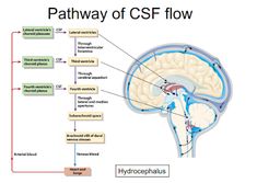 an image of the pathway to the brain