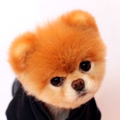 a small brown dog wearing a black jacket