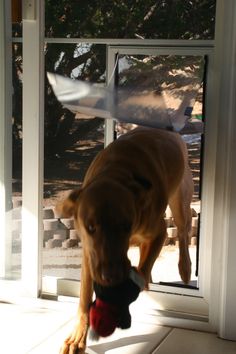 a dog is playing with a toy outside