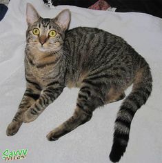 a cat laying on top of a white blanket