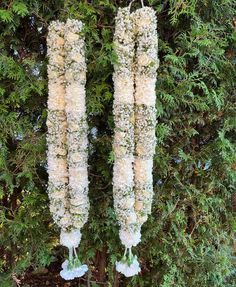 two white flowers hanging from the branches of a tree in front of some bushes and trees