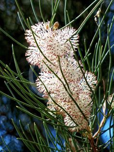 some very pretty white flowers on a tree