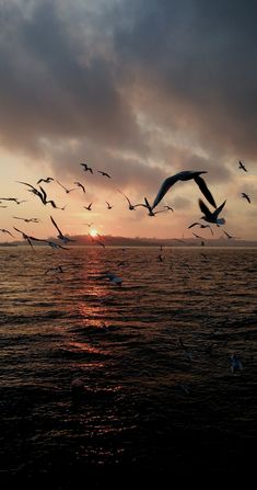 a flock of seagulls flying over the ocean at sunset