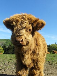 a furry brown cow standing on top of a dirt field next to a lush green hillside