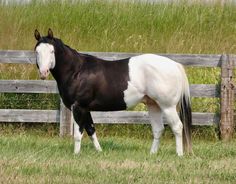 a black and white horse standing next to a wooden fence