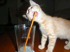 a cat drinking water from a glass with an orange straw in it