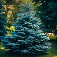 a blue fir tree is in the grass