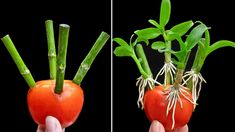 two pictures of carrots with green stems and red one being held by someone's hand