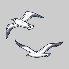 two seagulls flying in the sky, one is white and the other is gray