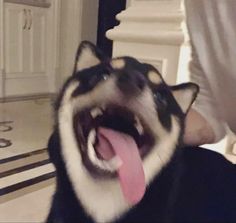 a black and white dog yawns while sitting on the floor with its tongue out