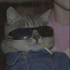 A Cat, Sunglasses