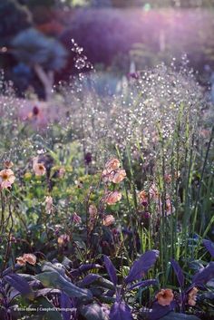 the sun shines brightly on some wildflowers and other flowers in a field