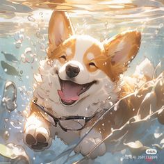 a corgi is swimming in the water