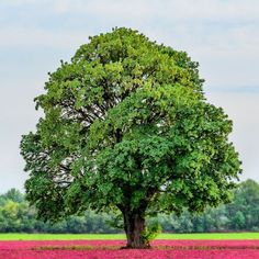 a large tree stands in the middle of a field with pink flowers on either side