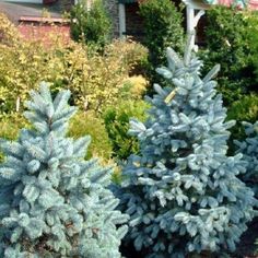 some blue trees are in the bushes outside