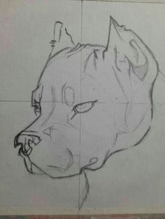 a pencil drawing of a dog's head