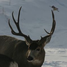 a deer standing in the snow next to a bird on top of its antlers