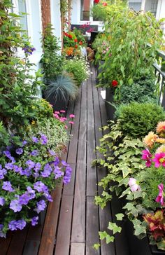 an outdoor garden with lots of flowers and plants