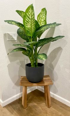 a large potted plant sitting on top of a wooden stool next to a wall